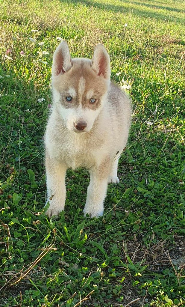 De La Vallée Des Pépites - Chiot disponible  - Siberian Husky