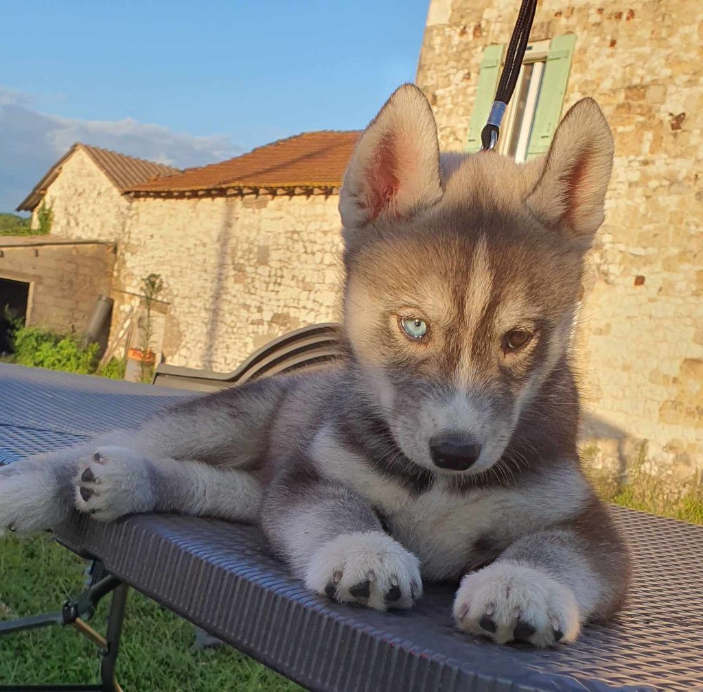 De La Vallée Des Pépites - Chiot disponible  - Siberian Husky