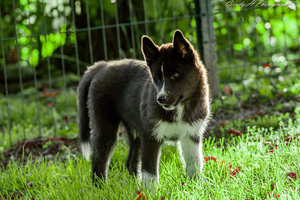 De La Vallée Des Pépites - Chiot disponible  - Siberian Husky