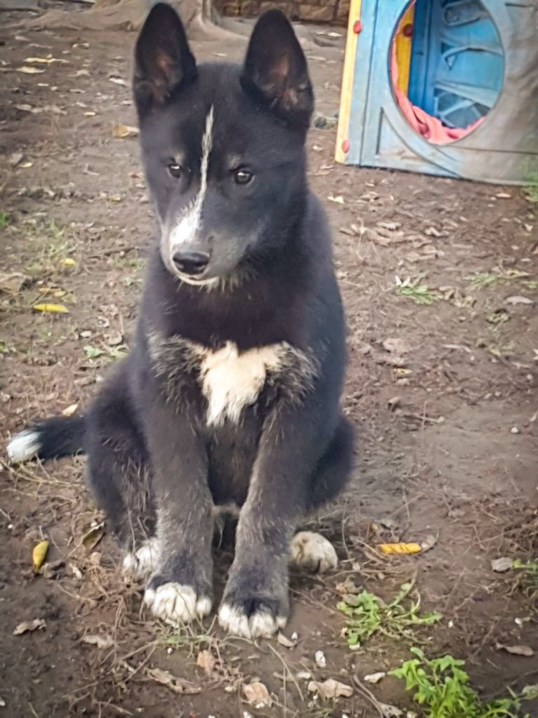 De La Vallée Des Pépites - Chiot disponible  - Siberian Husky