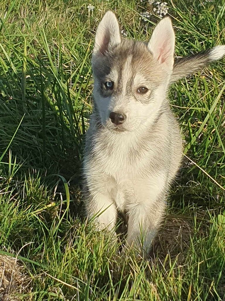 De La Vallée Des Pépites - Chiot disponible  - Siberian Husky