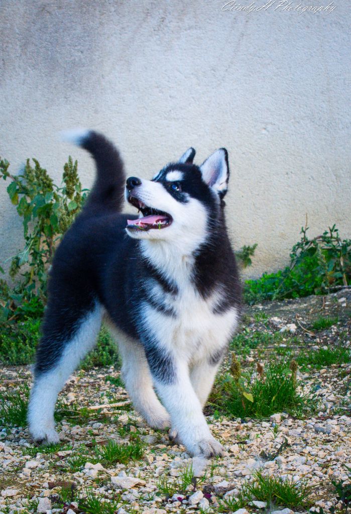 De La Vallée Des Pépites - Chiot disponible  - Siberian Husky