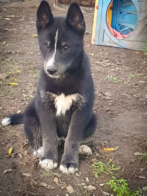 De La Vallée Des Pépites - Siberian Husky - Portée née le 18/07/2024