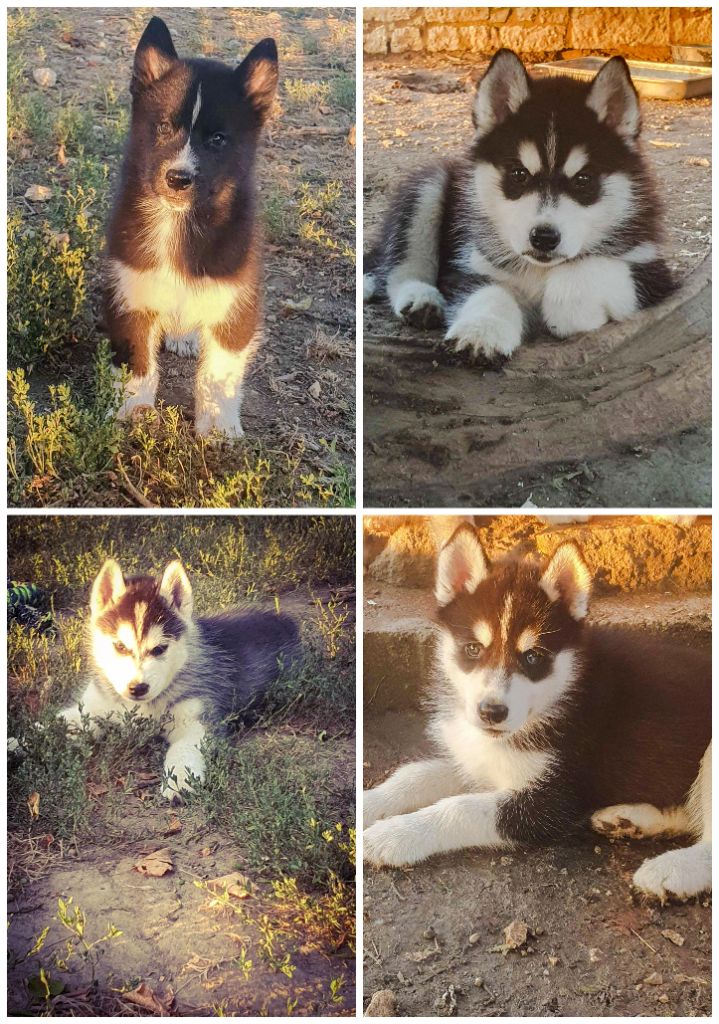 chiot Siberian Husky De La Vallée Des Pépites