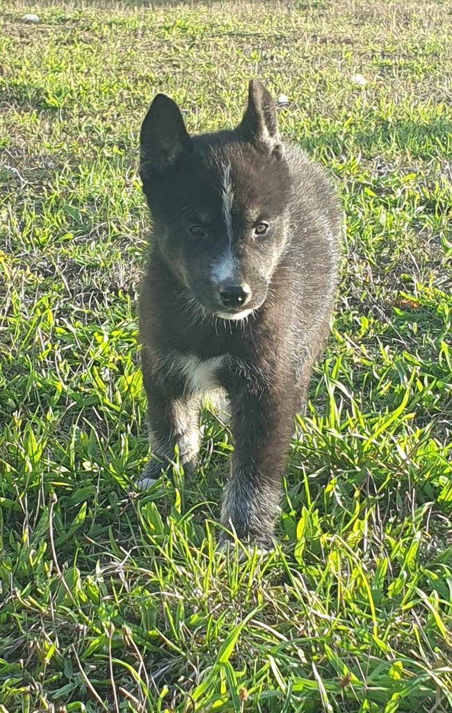 De La Vallée Des Pépites - Chiot disponible  - Siberian Husky