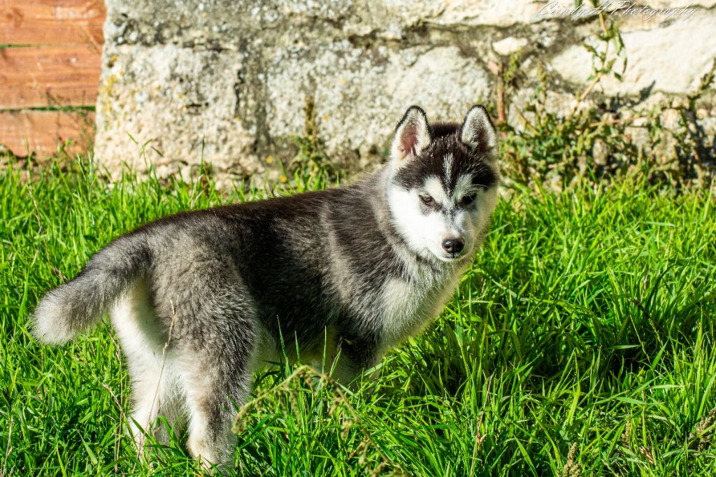 De La Vallée Des Pépites - Chiot disponible  - Siberian Husky