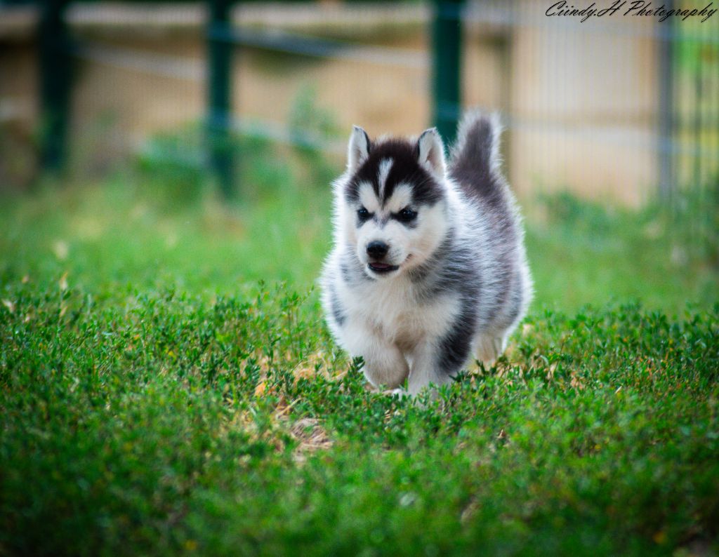 De La Vallée Des Pépites - Chiot disponible  - Siberian Husky