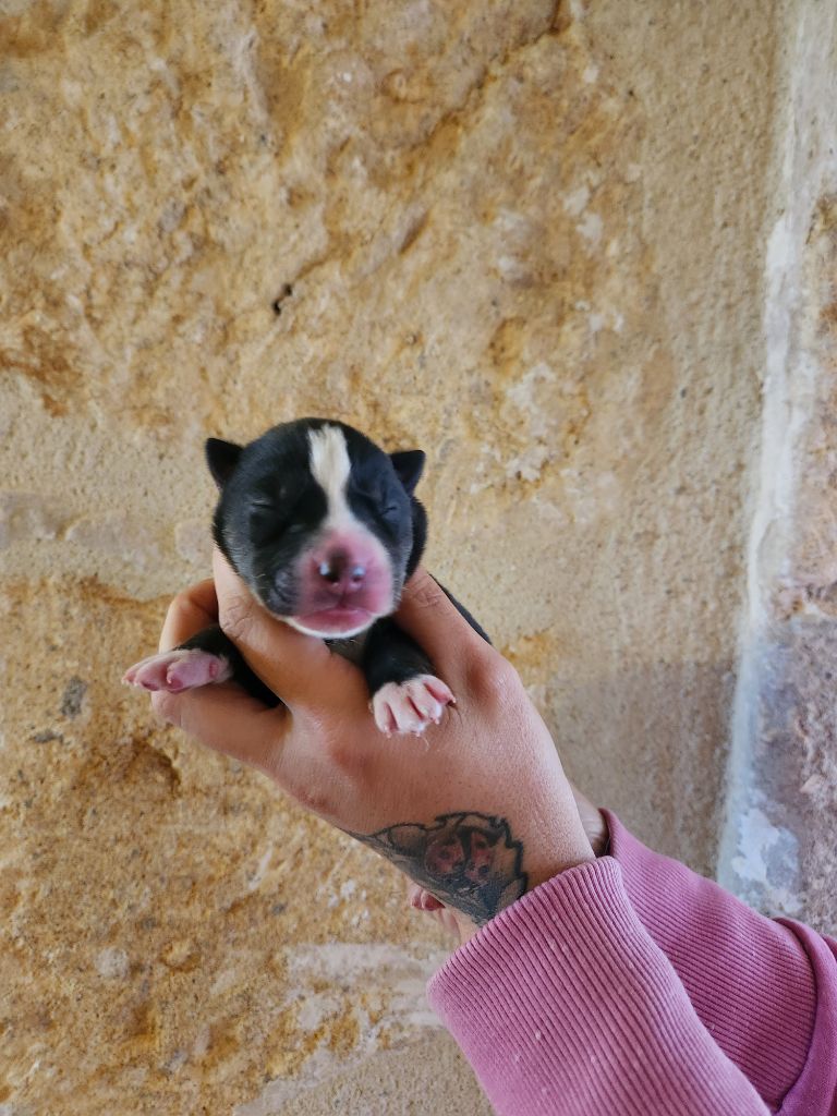 De La Vallée Des Pépites - Chiots disponibles - Siberian Husky