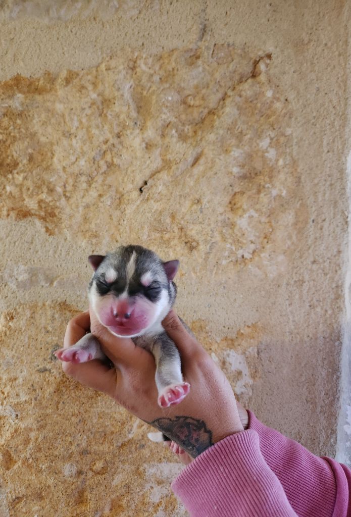 De La Vallée Des Pépites - Chiots disponibles - Siberian Husky