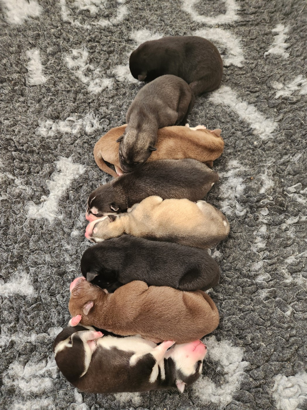 Chiot Siberian Husky De La Vallée Des Pépites