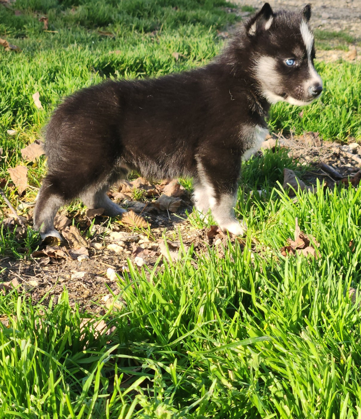 De La Vallée Des Pépites - Chiots disponibles - Siberian Husky