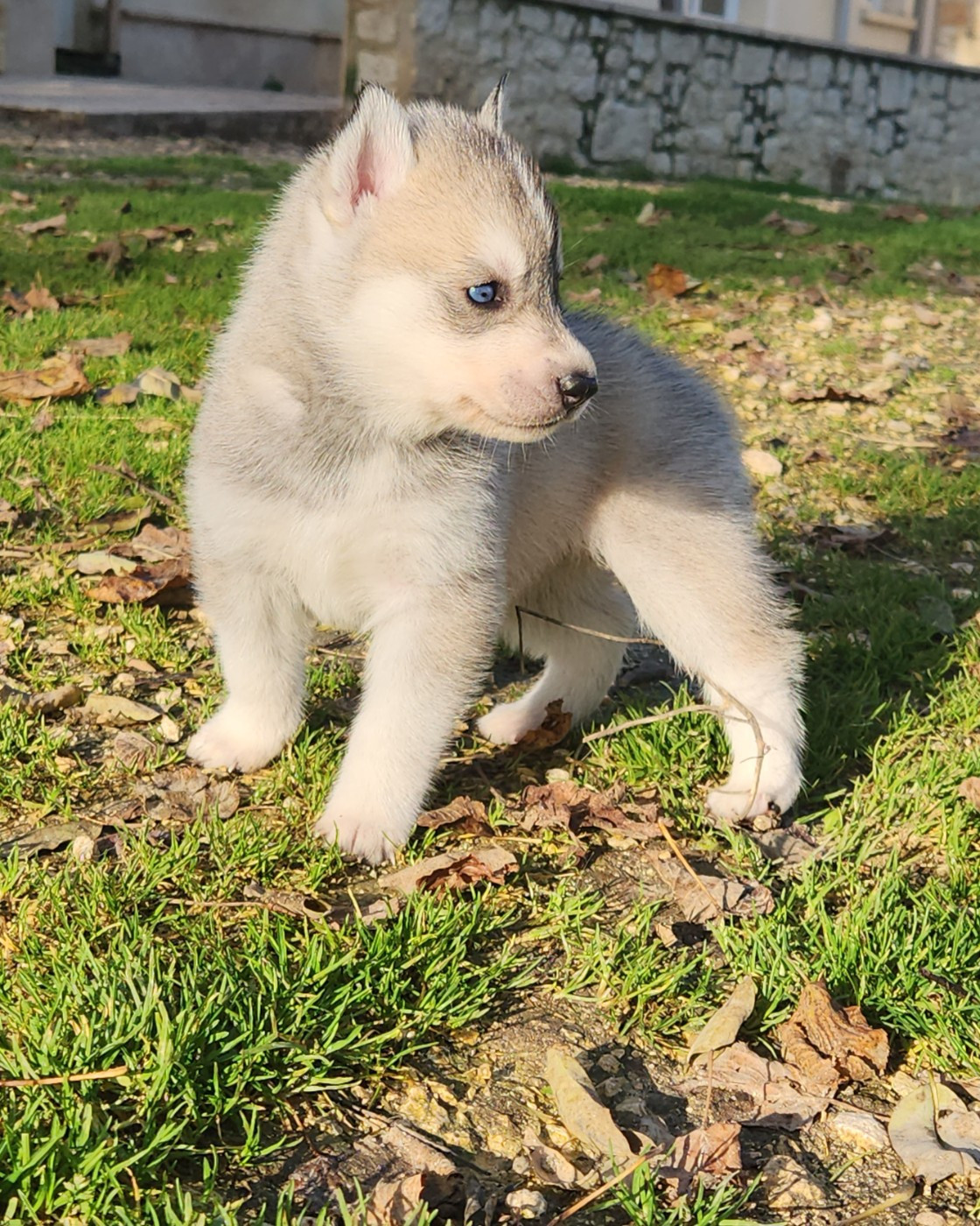 De La Vallée Des Pépites - Chiots disponibles - Siberian Husky