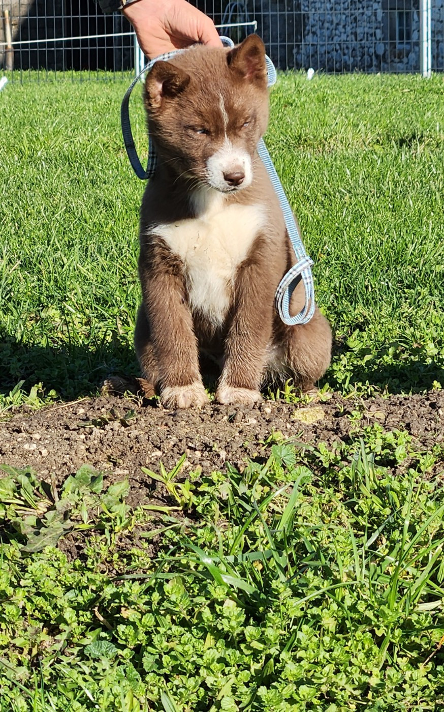 De La Vallée Des Pépites - Chiots disponibles - Siberian Husky