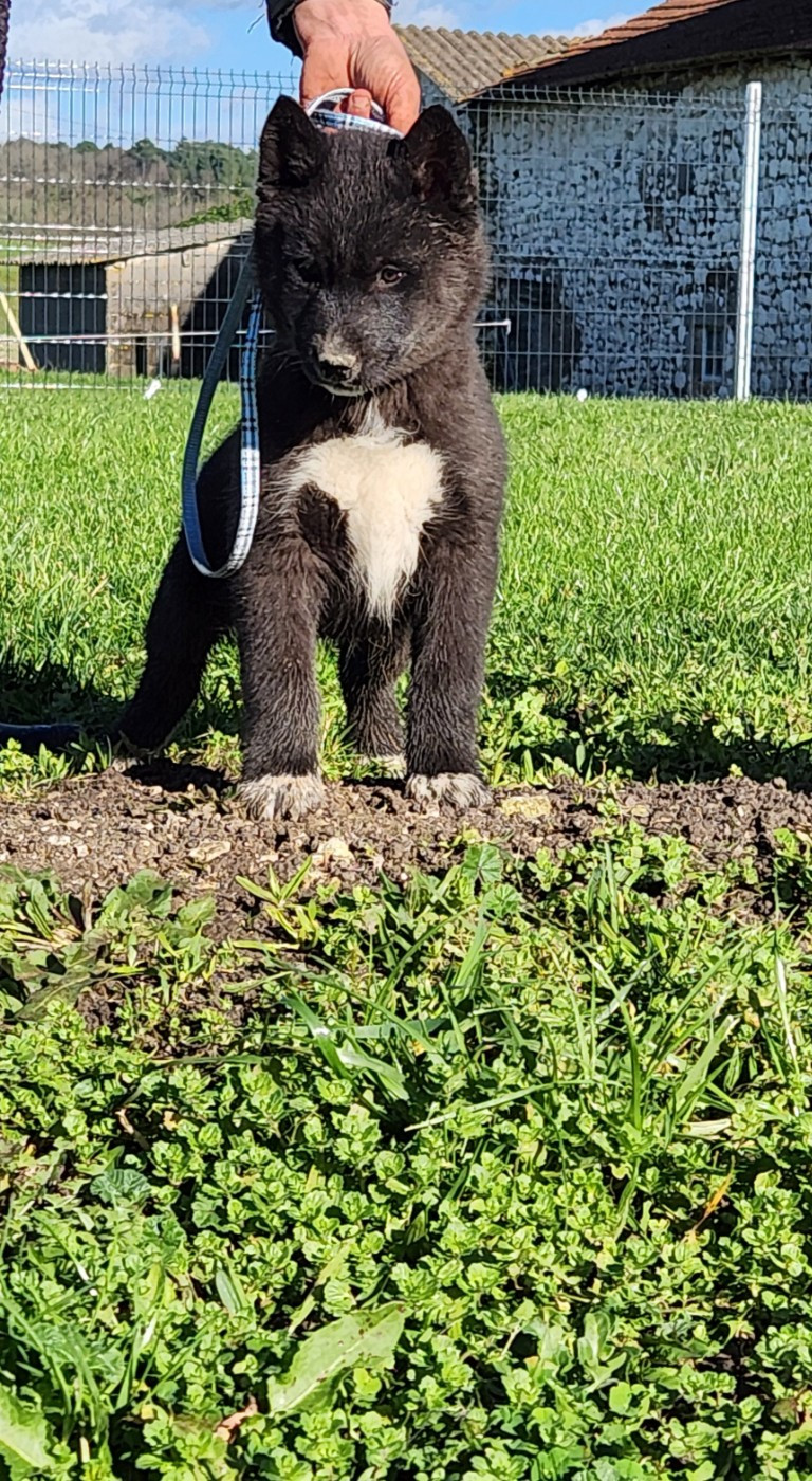 De La Vallée Des Pépites - Chiots disponibles - Siberian Husky