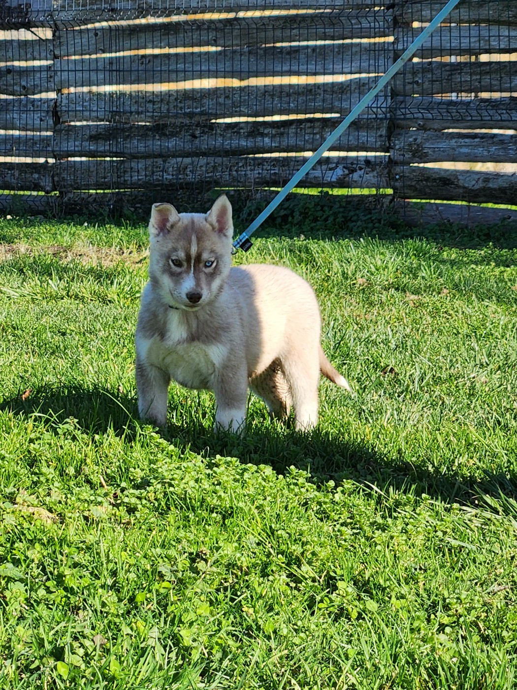 De La Vallée Des Pépites - Chiots disponibles - Siberian Husky