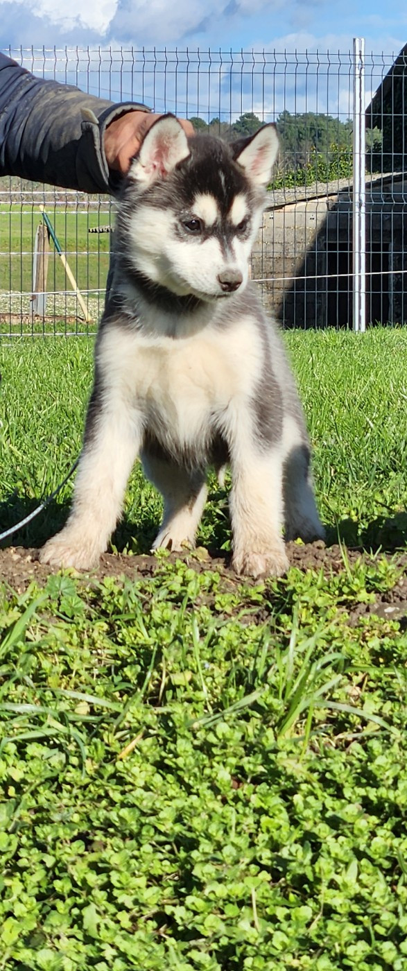 De La Vallée Des Pépites - Chiots disponibles - Siberian Husky