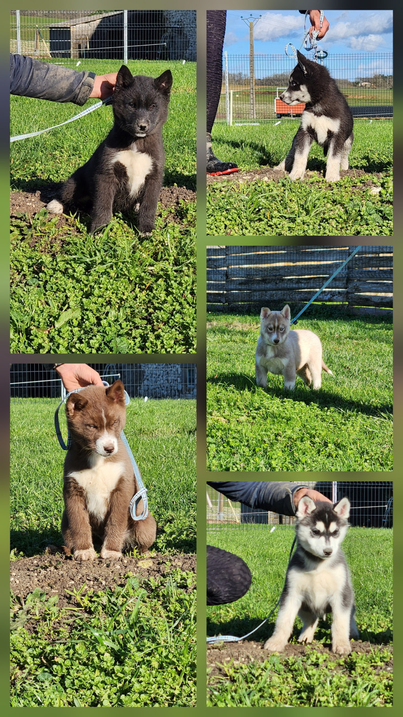 Chiot Siberian Husky De La Vallée Des Pépites