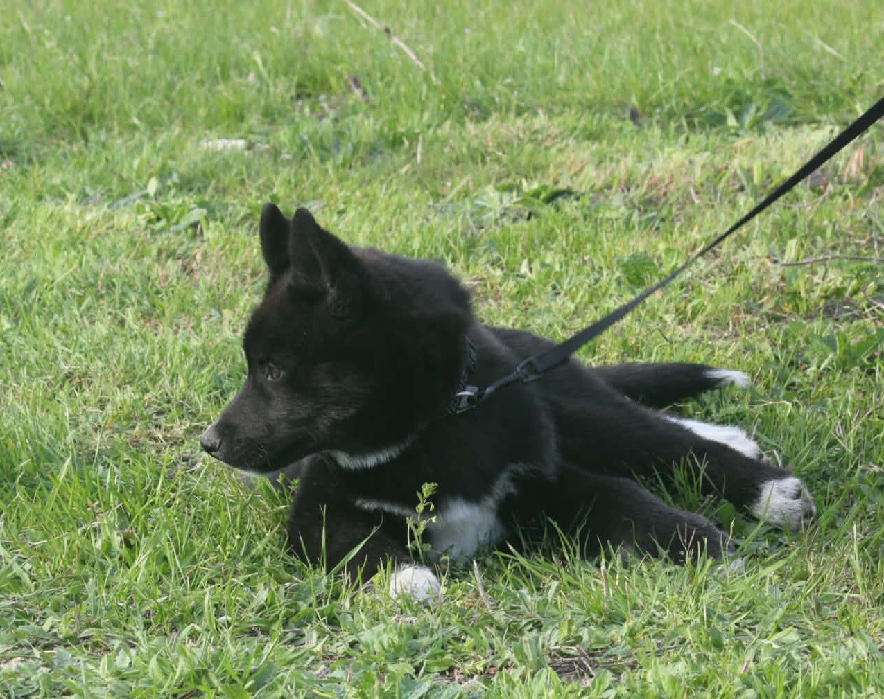 De La Vallée Des Pépites - Chiots disponibles - Siberian Husky