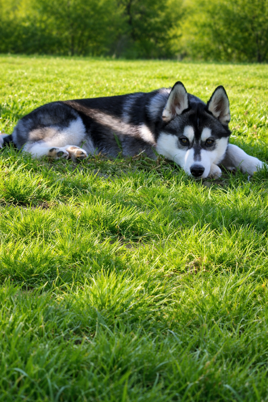 De La Vallée Des Pépites - Chiots disponibles - Siberian Husky