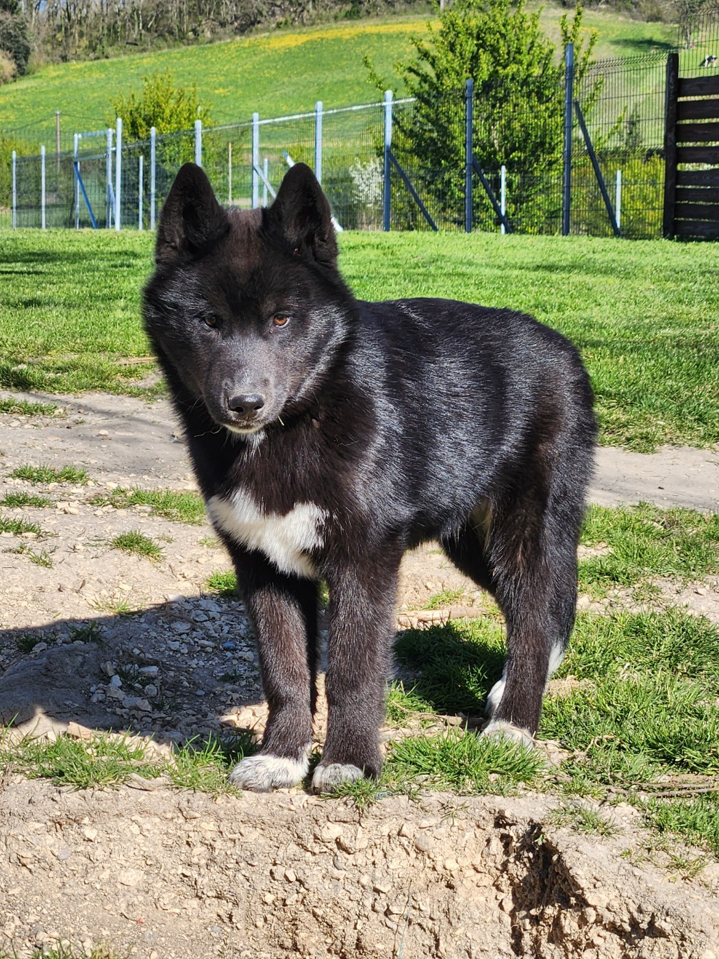 De La Vallée Des Pépites - Chiots disponibles - Siberian Husky