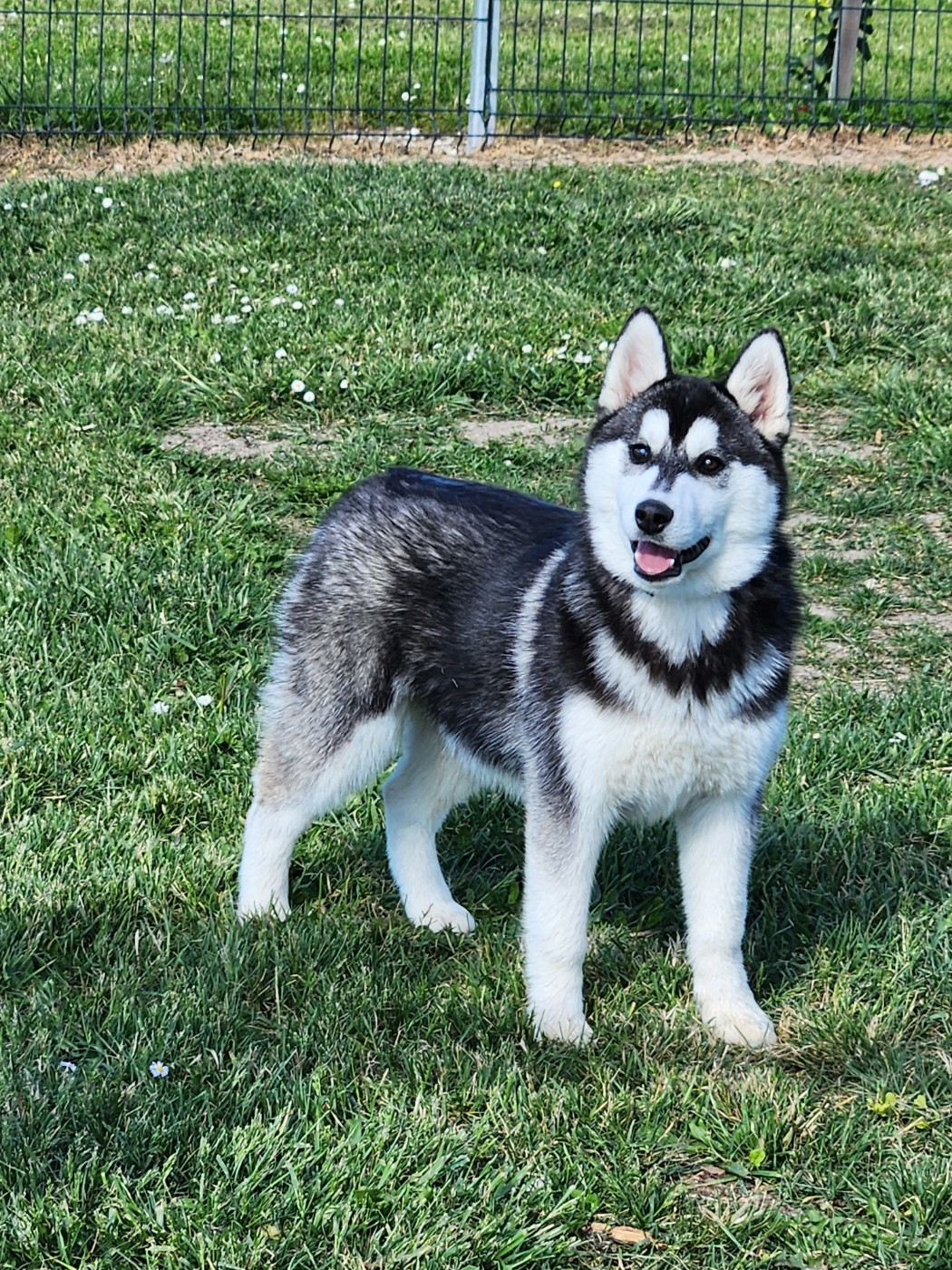 De La Vallée Des Pépites - Chiots disponibles - Siberian Husky