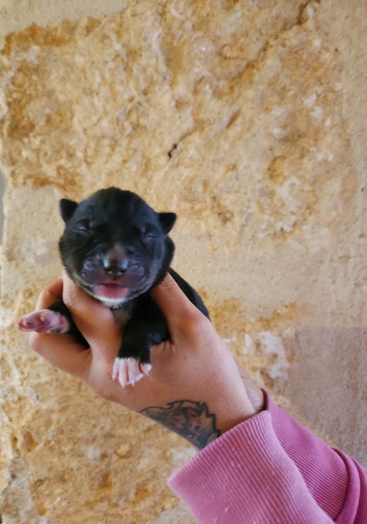 De La Vallée Des Pépites - Chiots disponibles - Siberian Husky