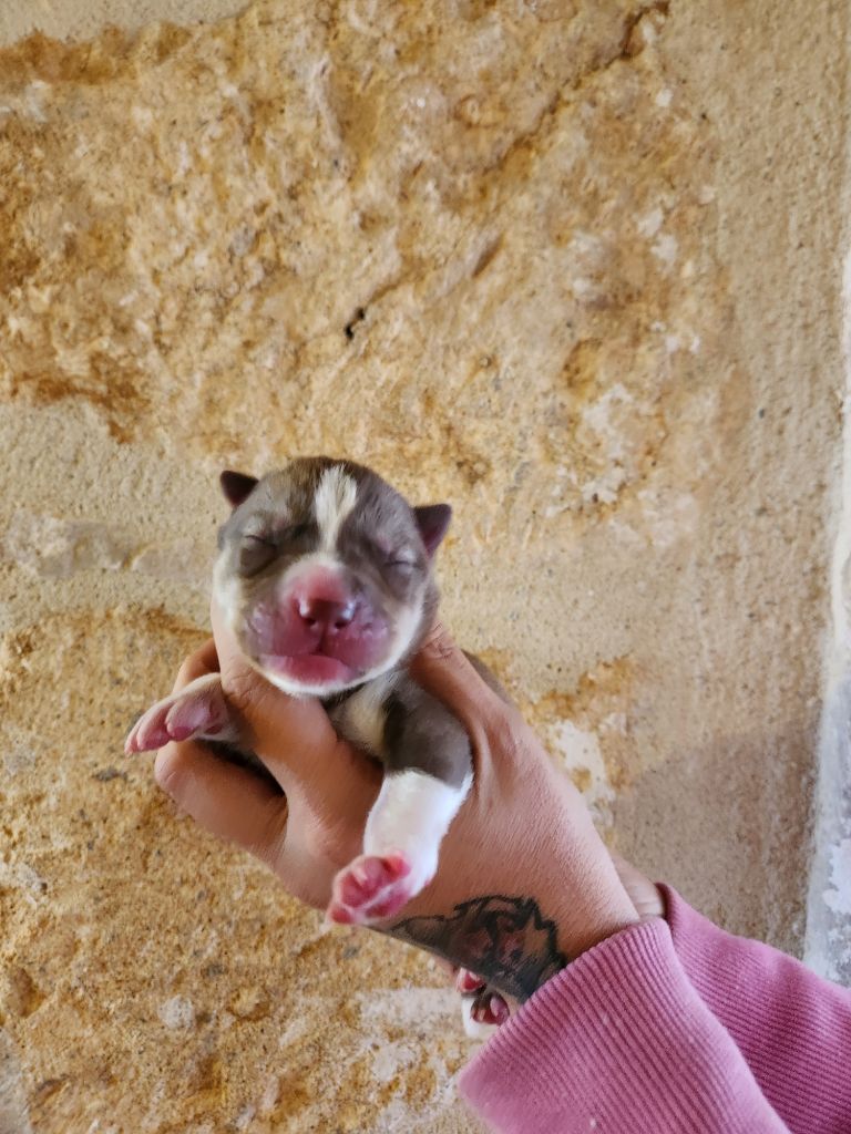 De La Vallée Des Pépites - Chiots disponibles - Siberian Husky